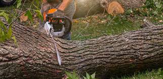 Lawn Renovation and Restoration in Forest, MS