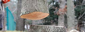 How Our Tree Care Process Works  in  Forest, MS