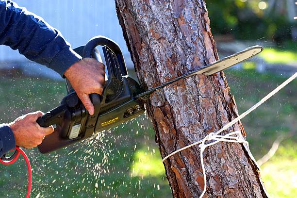 Best Soil Testing and Treatment  in Forest, MS