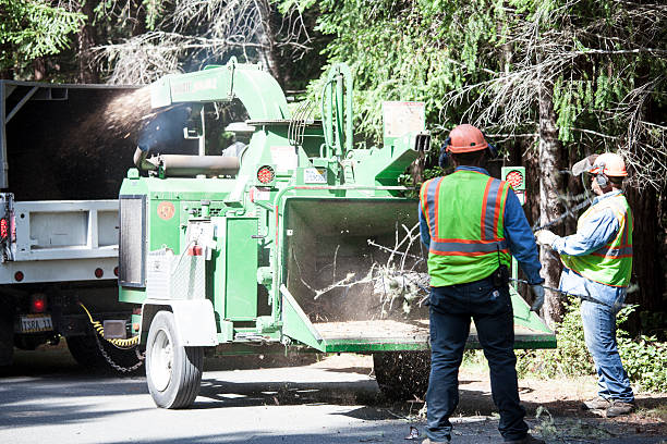 Best Tree Trimming and Pruning  in Forest, MS