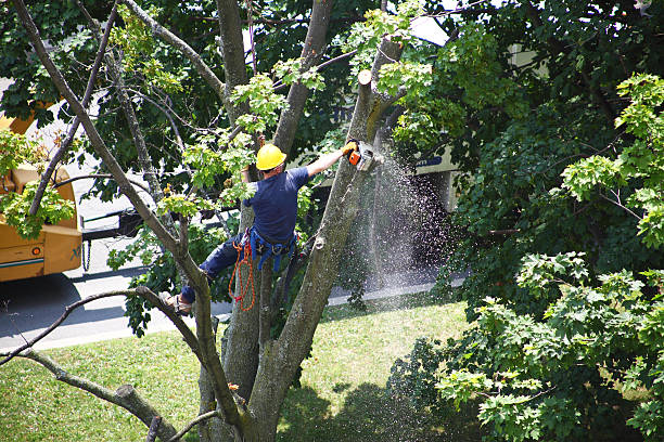 Trusted Forest, MS Tree Care Experts